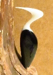 specht